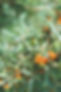 Olivello spinoso pianta