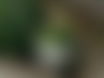 Brokkoli, das Power-Gemüse gegen feindliche Zellen und Anti-Aging