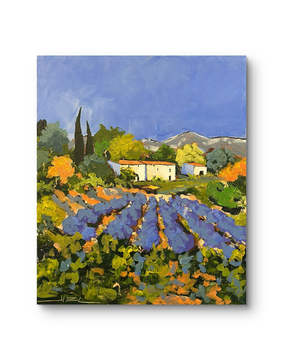 Miniature : Lavandes perdues aux cabanons, en Provence.