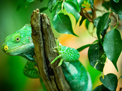 Iguana