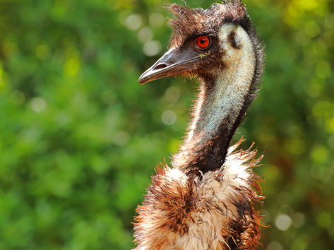 Emu