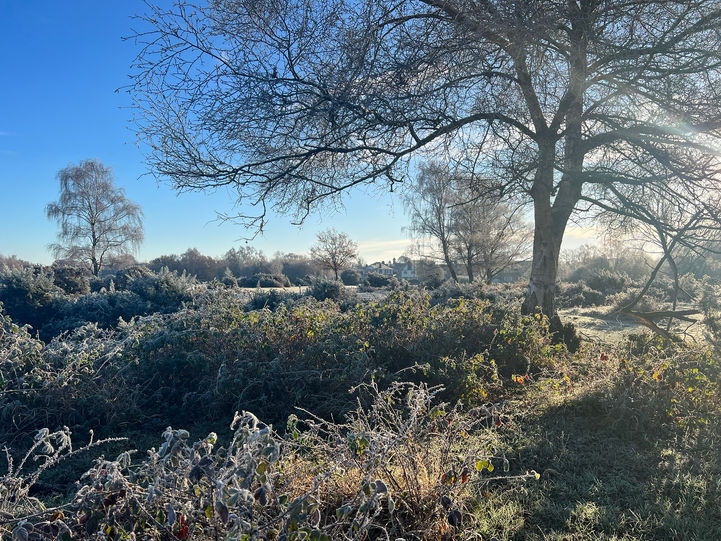 Brockenhurst_New Forest_02.jpg