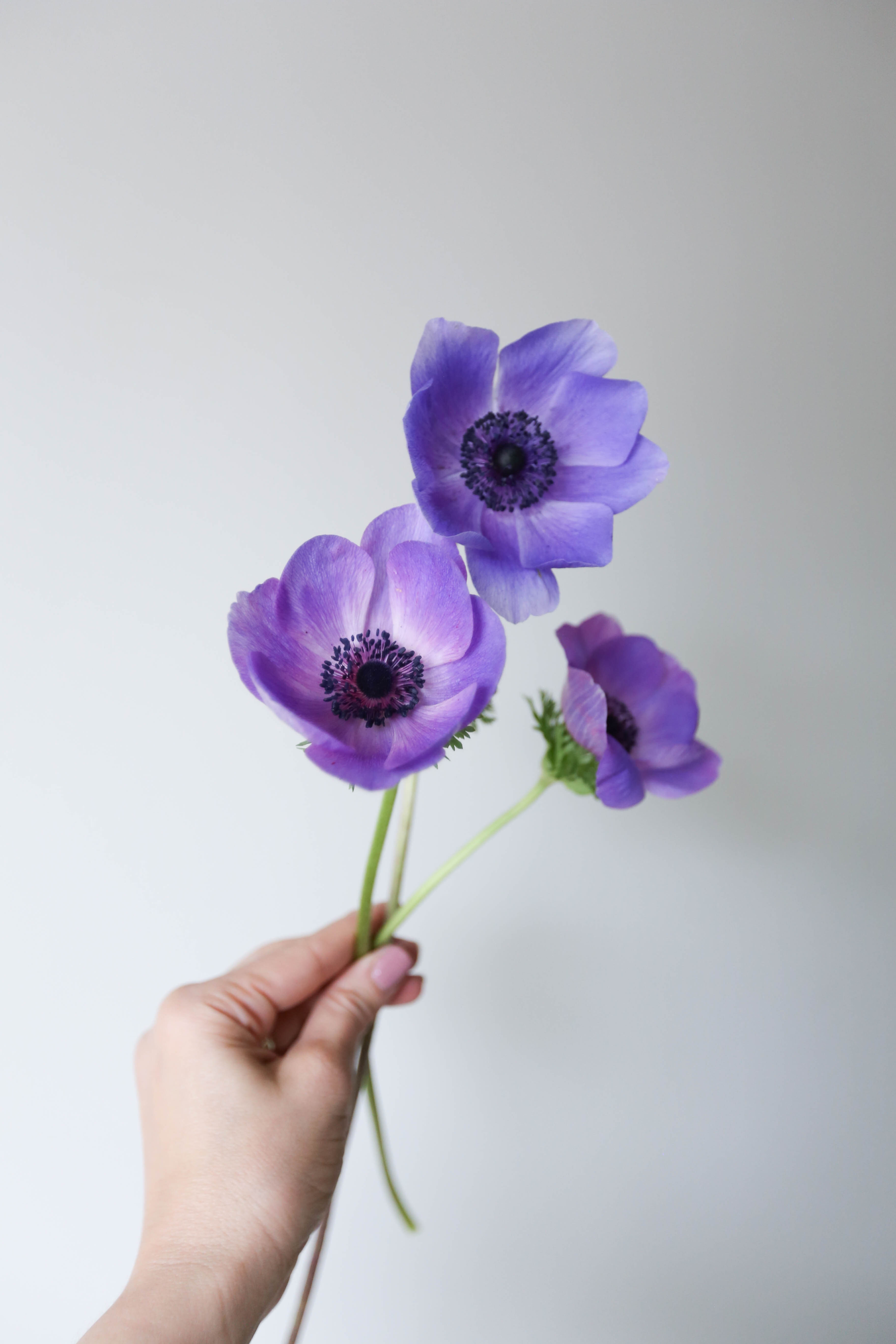 Anemone, Blue - 20 Corms
