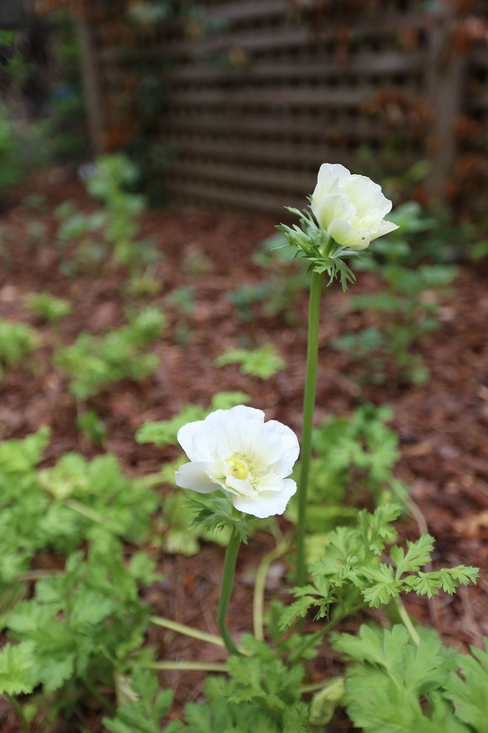 Thumbnail: Anemone, White/Green - 20 Corms