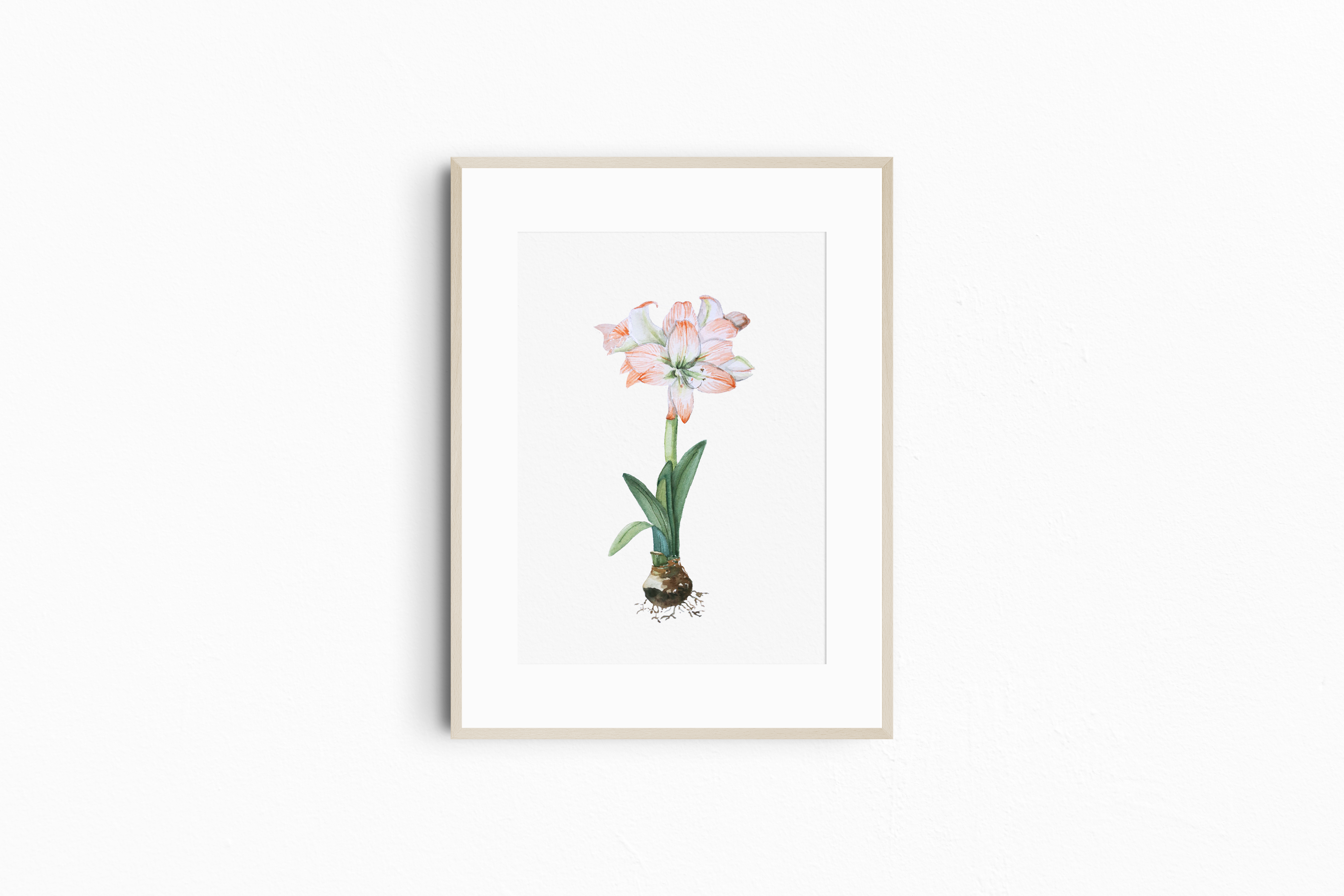 Botanical Print: Amaryllis