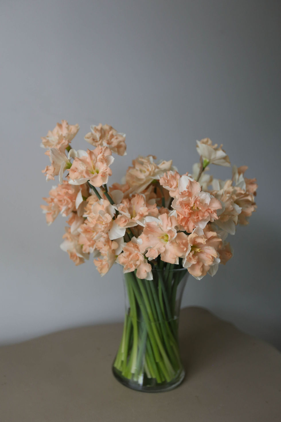 Thumbnail: Daffodils, Apricot Whirl - 12 Bulbs