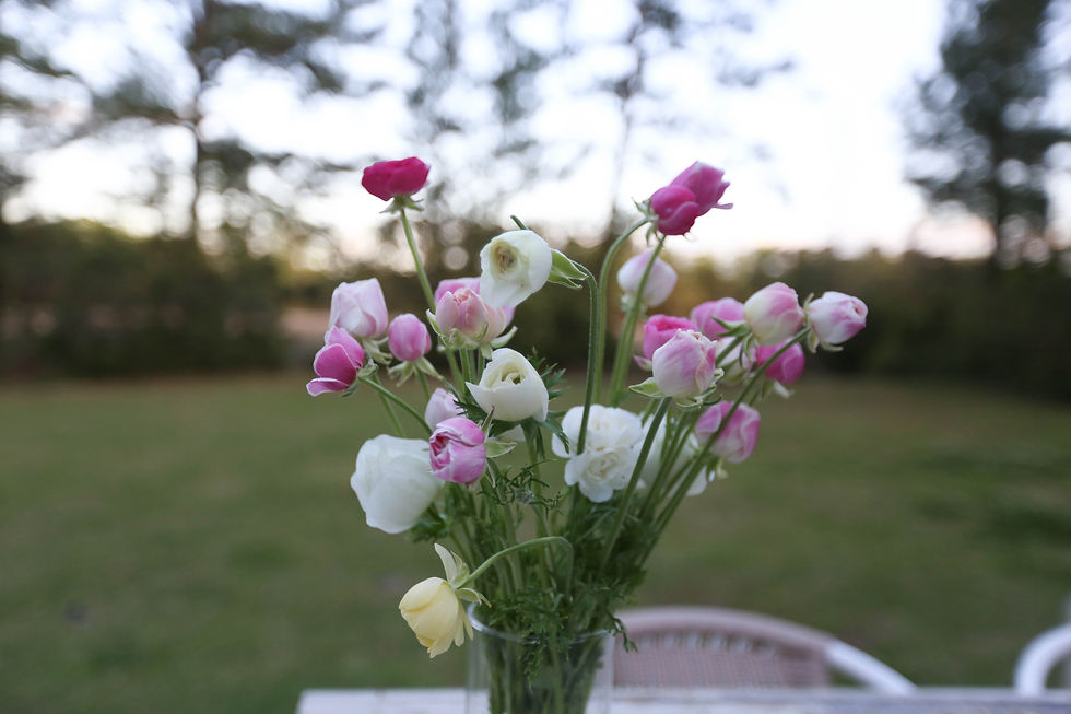 Thumbnail: Ranunculus, Porcelaine - 20 Corms