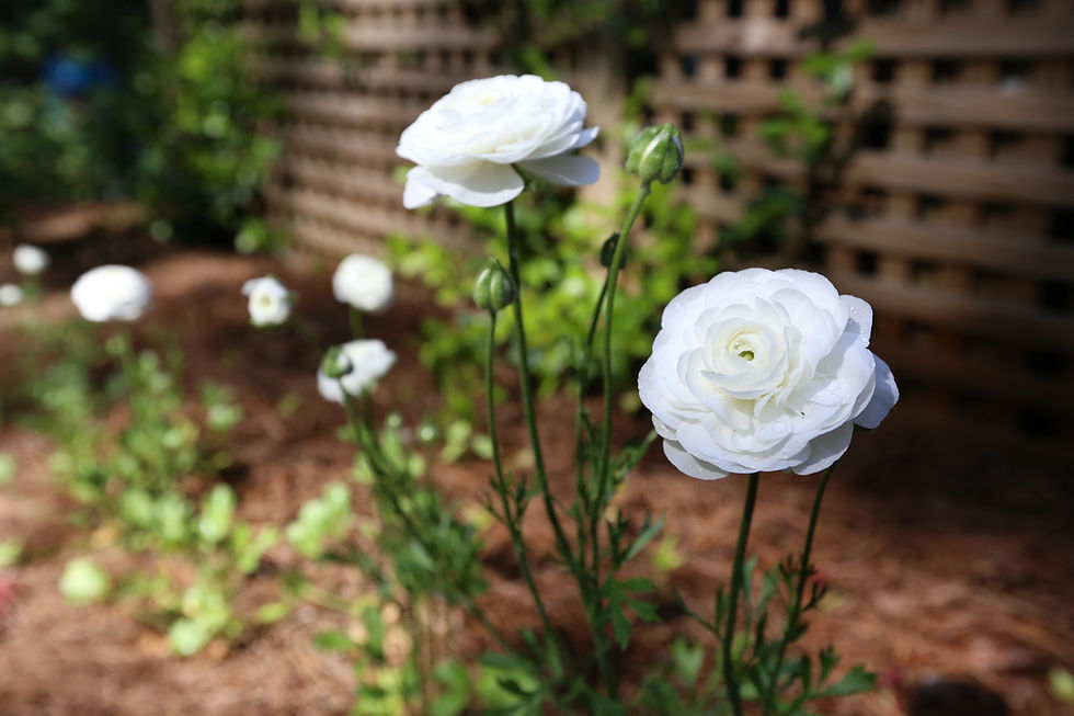Thumbnail: Ranunculus, White - 20 Corms