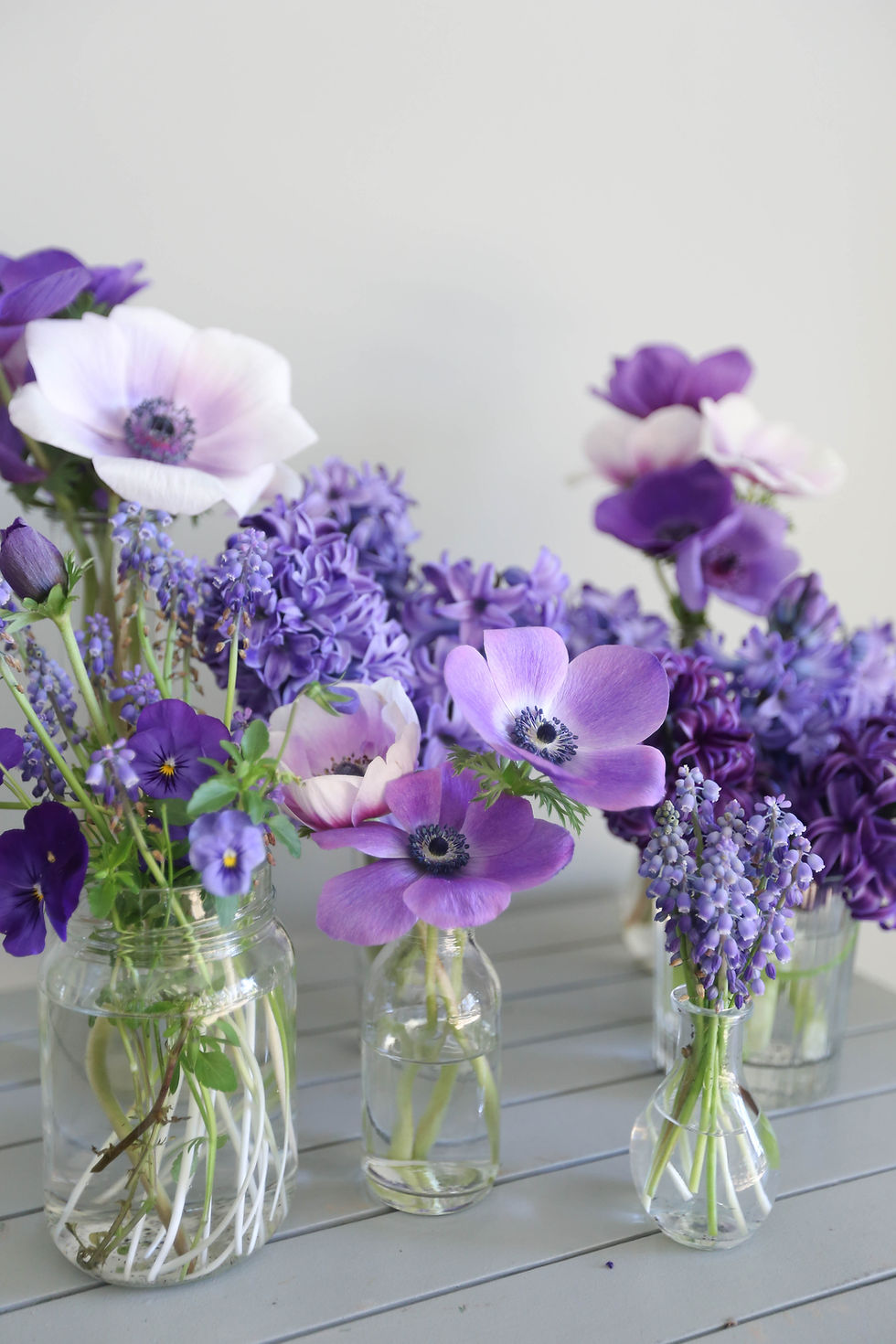 Thumbnail: Anemone, Blue - 20 Corms