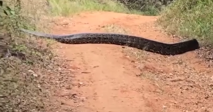 An image of the alleged python seen in the Nairobi Karura forest