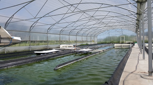 production-naturelle-spiruline-france-hyeres