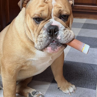 dog