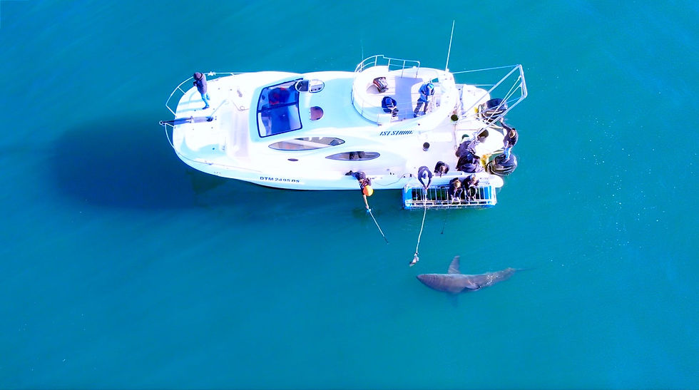 Great White Shark nex to Cage Diving Boat in South Africa Mossel Bay