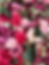 Lavina FlowerWall