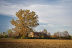 new leaves surround old roncade barn