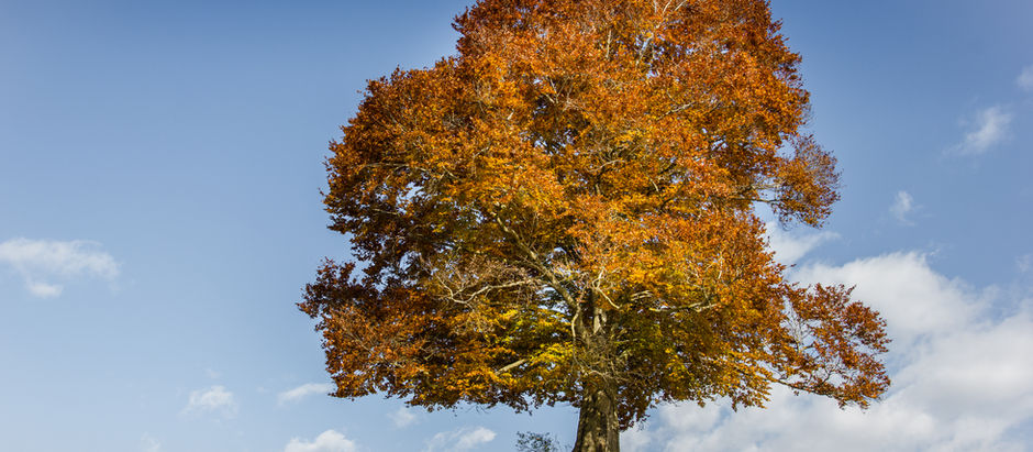 I dream of photographing and then I photograph my dream.