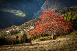 cherry tree stoner in autumn