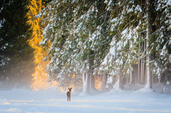 Roe deer in the snow, Marcesina