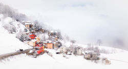 Campanella in the snow