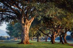 thorn tree pecan wood