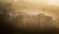 Cowboy, Transumanza 2018, Marcesina