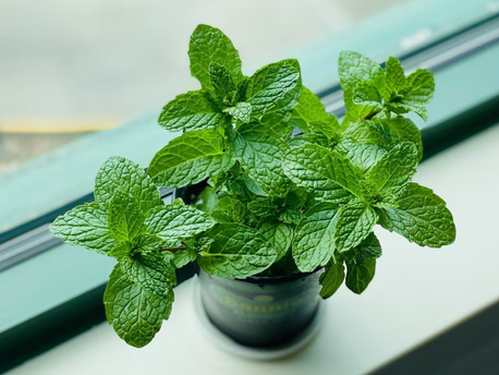 La Planta de Menta de 2000 Años Mata las Células Cancerosas