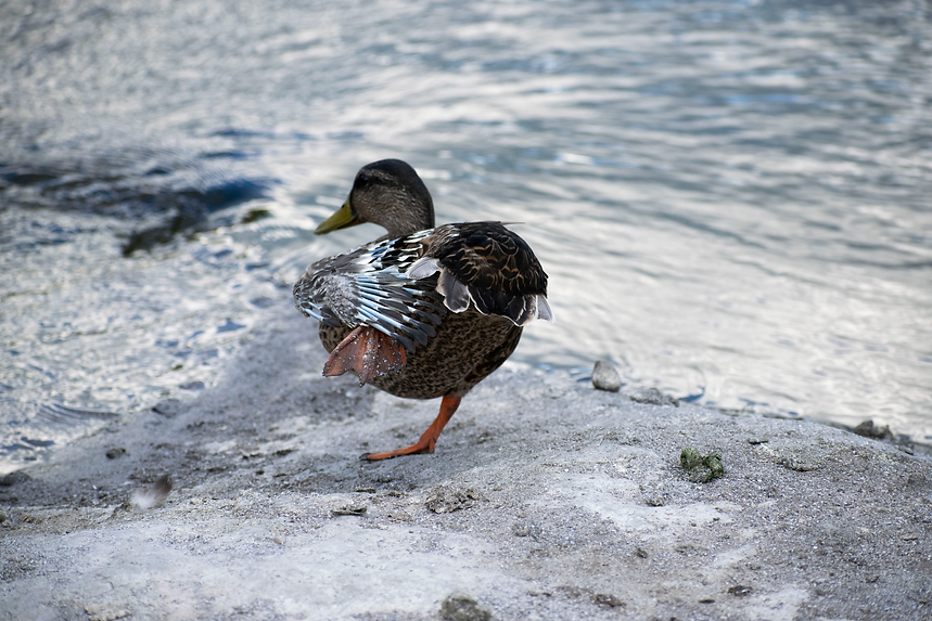 duck smol.png
