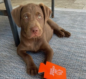 Charlie is a chocolate lab with green eyes. He is laying on a bluish carpet with an IceMule coozy on his paws