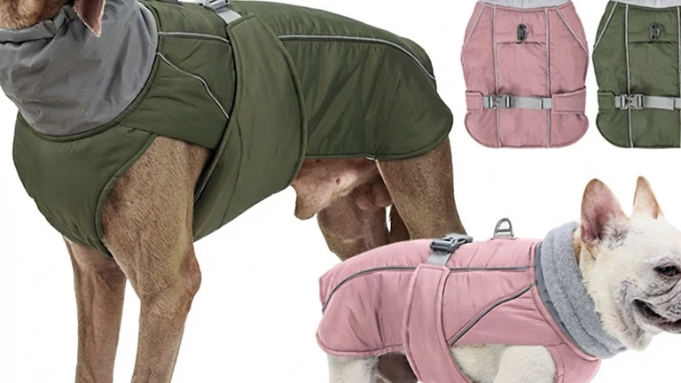 Keeping Your Dog Warm and Safe This Winter