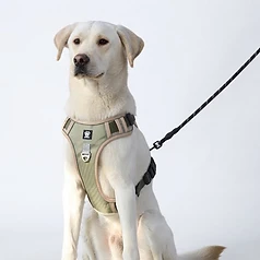 Pet dog chest and back strap leash