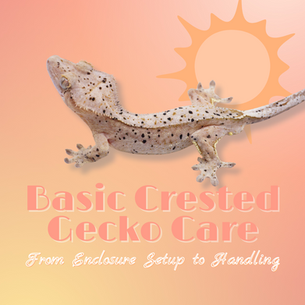 The Basic Guide to Crested Gecko Care: From Enclosure Setup to Handling