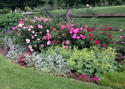 Rose and perennial bed