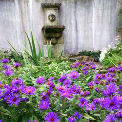 Courtyard garden in autumn