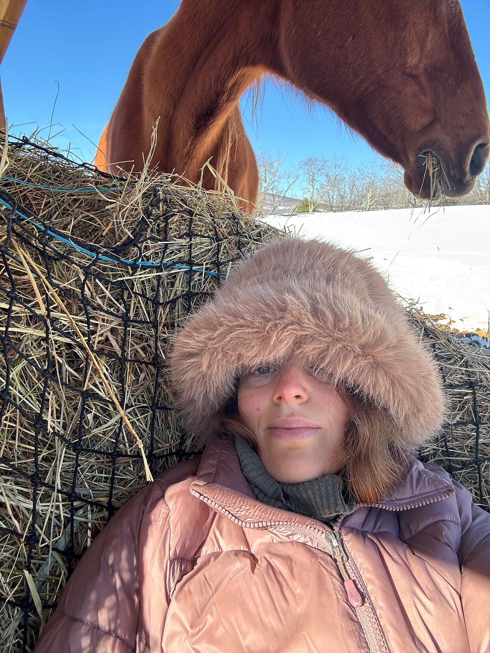 From this morning, resting in the hay and coming into Resonance with the herd.