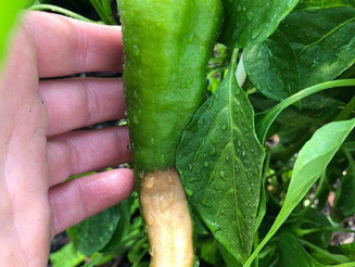 Why Are Our Peppers Discoloured?