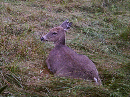 On the Topic of Smell