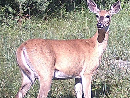 Cold and Snow Close Out EHD Threat