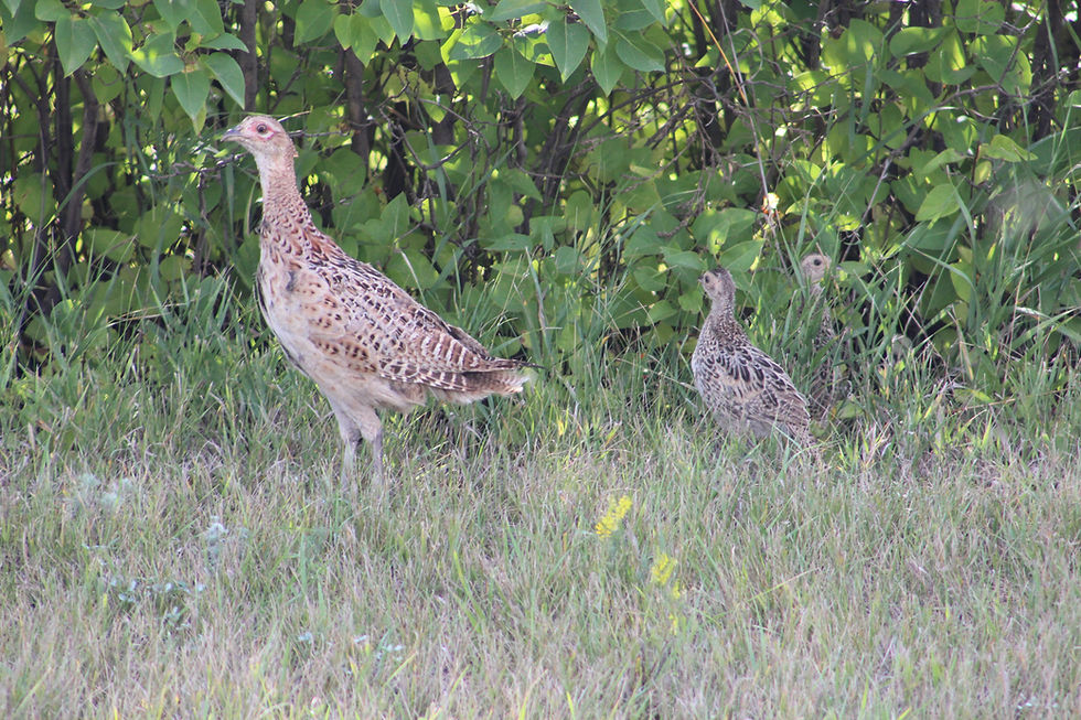 Upland Predictors & Prognostications