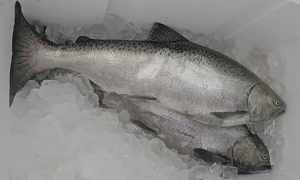 Intercepting Shallow Autumn Salmon