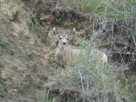 Southwest ND Deer Surviving EHD, Habitat Loss