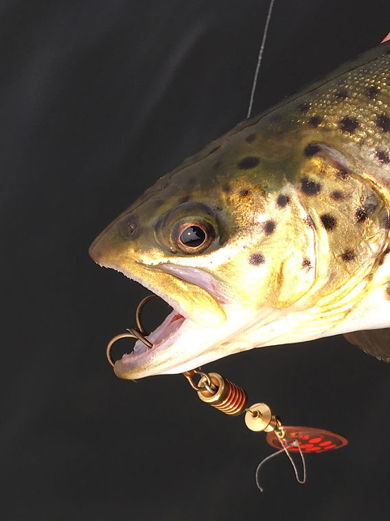 Spoon & Spinner Tips for Spring Trout Spoon & Spinner Tips for Spring Trout