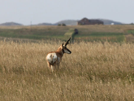Prospects Improved for Pronghorn Firearm Season