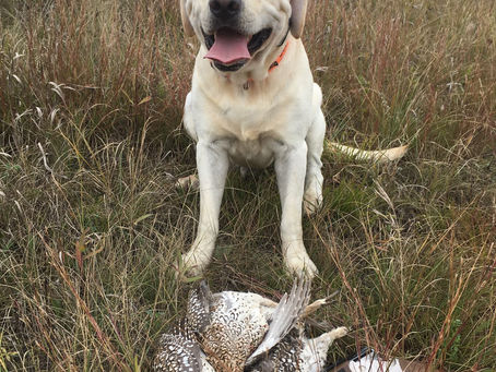 2023 Partridge & Grouse Season Preview