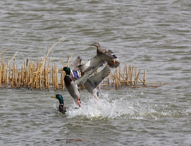 Take Action: Don't Drain the Duck Factory