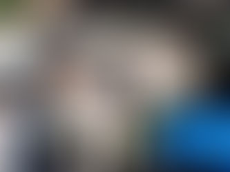 Dog looking out of a car boot from a crate