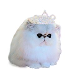 Shaded Silver Kittens For Sale Chinchilla Kittens For Sale San Jose
