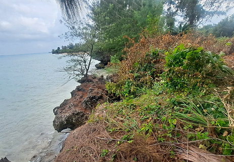 Rocky shoreline with lush greenery and overcast sky. Waves gently meet the rocks, while vibrant plants and trees line the coast, creating a serene landscape.