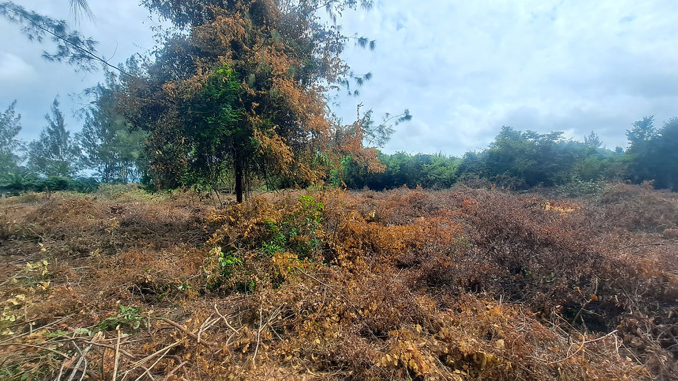 A dry, overgrown landscape with brown, tangled shrubs dominates the foreground. Tall, sparse, leafy