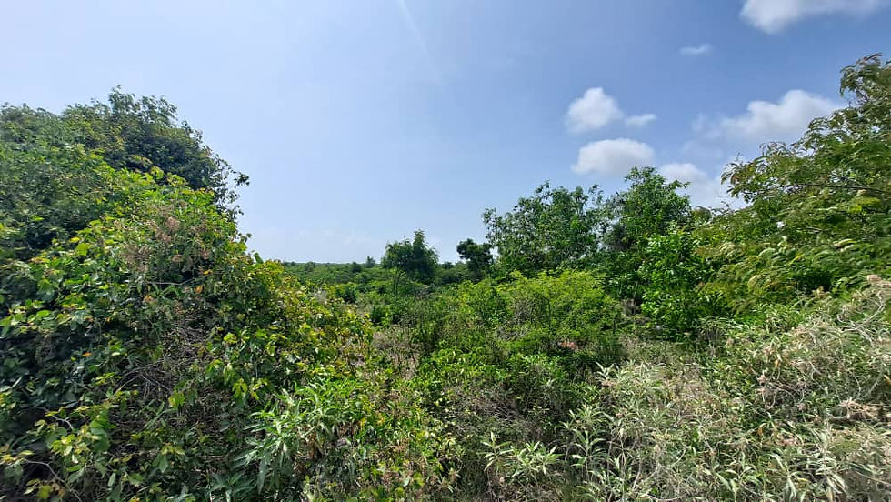 zanzibar inland plot for sale 10,000 sqm located in matemwe region