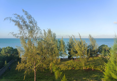 Serene coastal landscape with tall, wispy trees on a grassy hill overlooking a calm blue ocean under a clear blue sky. Peaceful and refreshing atmosphere.